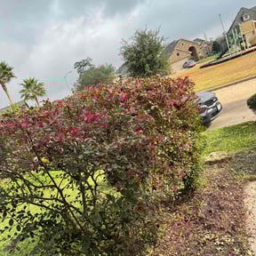 Bush Trimming by Byrd Janitorial reviewed on January 6, 2026