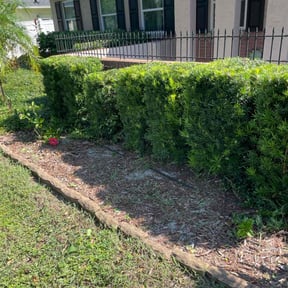 Bush Trimming by D&D lawncare and maintenance reviewed on August 18, 2025