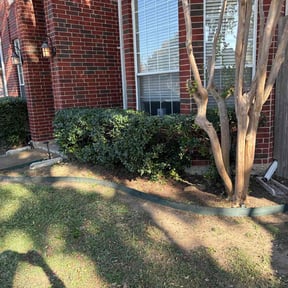 Bush Trimming by American Green Lawn Care reviewed on November 27, 2025