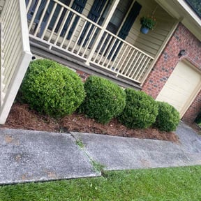 Bush Trimming by Pauls lawn cuts and more reviewed on August 16, 2025