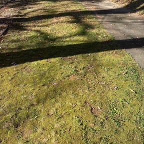 Leaf Removal by Evans+ Lawncare and Snow Removal reviewed on November 4, 2025