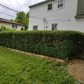 Bush Trimming by Rodriguez Lawn Care LLC reviewed on August 17, 2025