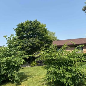 grass cutting by AWWsome lawncare and Landscaping llc reviewed on August 21, 2025