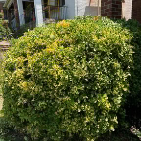 Bush Trimming by Home services reviewed on August 19, 2025