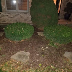 Bush Trimming by Affordable Lawn Solutions llc reviewed on August 18, 2025