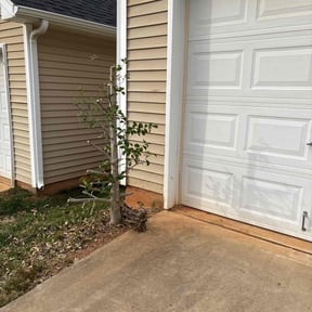 Bush Trimming by M.D.A.R. Landscaping reviewed on November 19, 2025