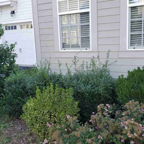 Bush Trimming by Robin Hoods Grass & Landscaping LLC reviewed on August 18, 2025