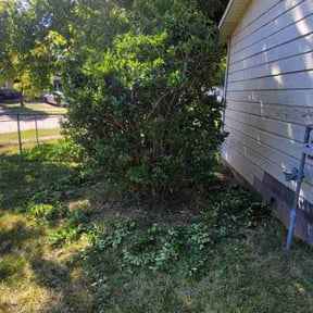 Bush Trimming by MrKlean lawncare reviewed on November 22, 2025