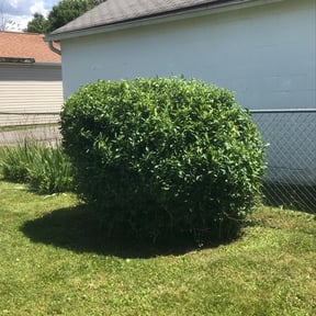 Bush Trimming by Franklin Lawn and Landscaping reviewed on August 20, 2025