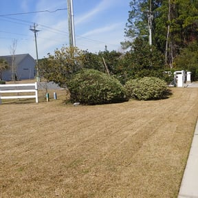 Bush Trimming by Bws universal laborers reviewed on August 20, 2025