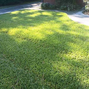 Lawn Mowing by The One for Four Plus Services reviewed on August 16, 2025