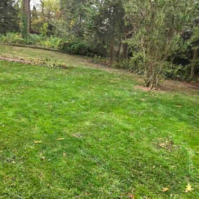 Leaf Removal by ALTEX reviewed on November 7, 2025