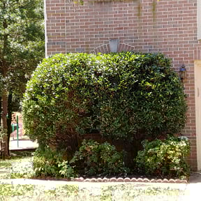 Bush Trimming by So 1000 Lawn and Landscape reviewed on August 18, 2025