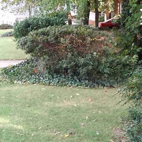 Bush Trimming by K's Landscaping reviewed on August 19, 2025