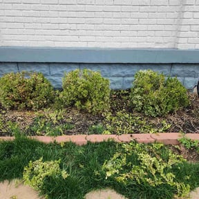 Bush Trimming by Gadsden lawncare reviewed on August 15, 2025