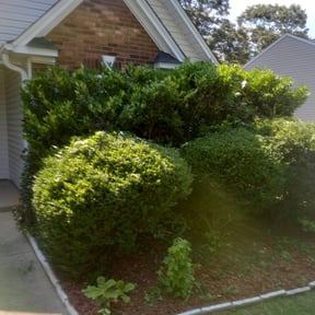 Bush Trimming by Jones lawn service reviewed on August 18, 2025