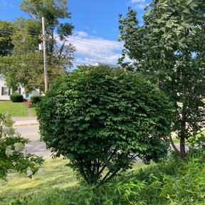 Bush Trimming by Joseph Fullner reviewed on August 19, 2025