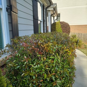 Bush Trimming by Roth Mowing reviewed on August 15, 2025