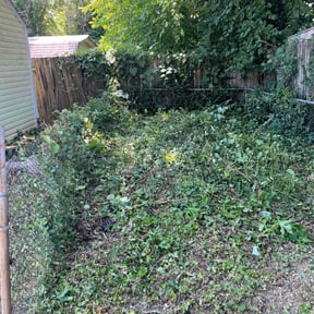 Bush Trimming by Transit LLC reviewed on August 16, 2025