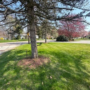landscaping by BORRELLI'S Mowing reviewed on August 15, 2025