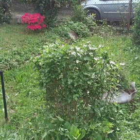 Bush Trimming by Juan Rodriguez reviewed on March 2, 2024