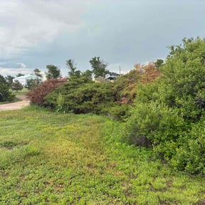 Bush Trimming by Green lawn&#039;s reviewed on December 17, 2024