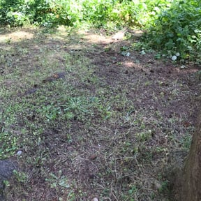 Bush Trimming by E and H Lawn Care reviewed on August 18, 2025