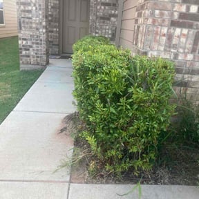 Bush Trimming by Out Of Boundz Maintenance reviewed on August 17, 2025