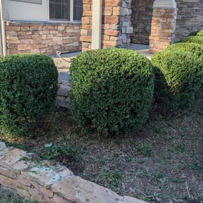 Bush Trimming by Chows lawn service reviewed on October 23, 2025