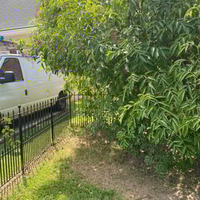 Bush Trimming by Clean and Serene Lawns reviewed on August 17, 2025