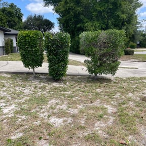 Bush Trimming by Marsha's Lawn Care & Snow Removal Services reviewed on August 16, 2025