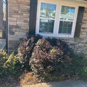 Bush Trimming by Reimel Organization reviewed on November 22, 2025