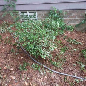 Bush Trimming by Ty's Lawn Care reviewed on August 19, 2025