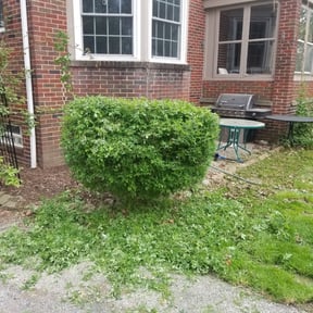 Bush Trimming by Lewis reviewed on August 19, 2025