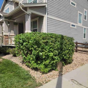 Bush Trimming by Dink’s Outdoor Solutions reviewed on August 14, 2026