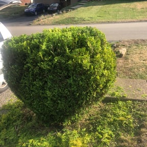Bush Trimming by C Dirt Free Cleaning Services reviewed on August 17, 2025