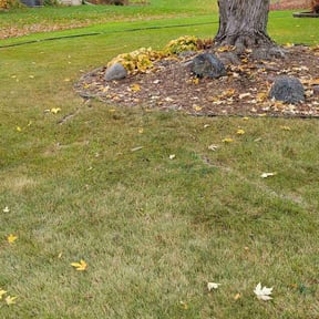 Leaf Removal by All Star Yard Maintenance reviewed on November 8, 2025