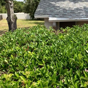 Bush Trimming by Coqui Cleaning & Lawn Maintenance LLC reviewed on August 20, 2025