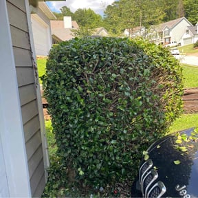 Bush Trimming by A&R lawn care reviewed on August 19, 2025