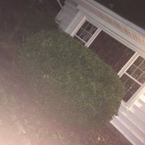 Bush Trimming by Natures Own reviewed on August 19, 2025