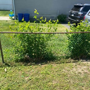 Bush Trimming by Get My Yard in Shape reviewed on August 20, 2025