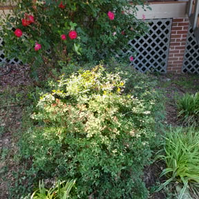 Bush Trimming by The Yard Barber reviewed on August 21, 2025