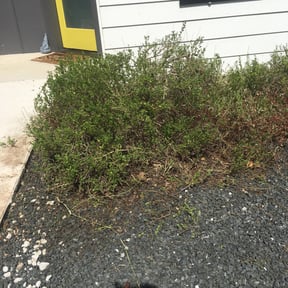 Bush Trimming by Dew Right Lawn Care LLC reviewed on August 21, 2025