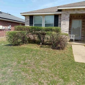 Bush Trimming by Sbm reviewed on March 25, 2026