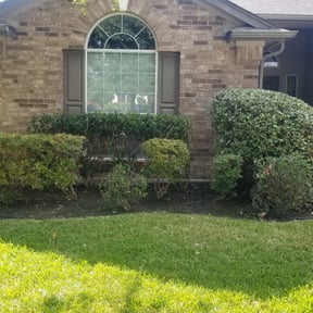 Bush Trimming by Anthony's Cleaning and Handyman services reviewed on August 20, 2025