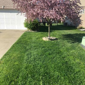 yard work by BetterView Landscaping & Home Maintenance reviewed on August 15, 2025