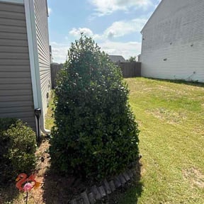 Bush Trimming by Neighborhood Lawn Team reviewed on July 3, 2026