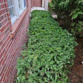 Bush Trimming by Steagles Lawn Service reviewed on November 22, 2025