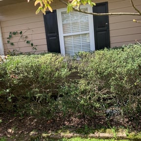 Bush Trimming by Morel Lawn & tree service reviewed on August 20, 2025
