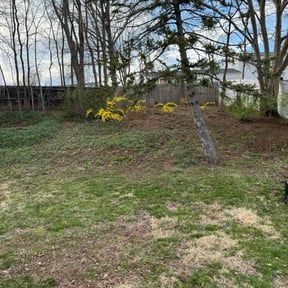 Leaf Removal by Mr. Wright&#039;s Lawn reviewed on September 21, 2025